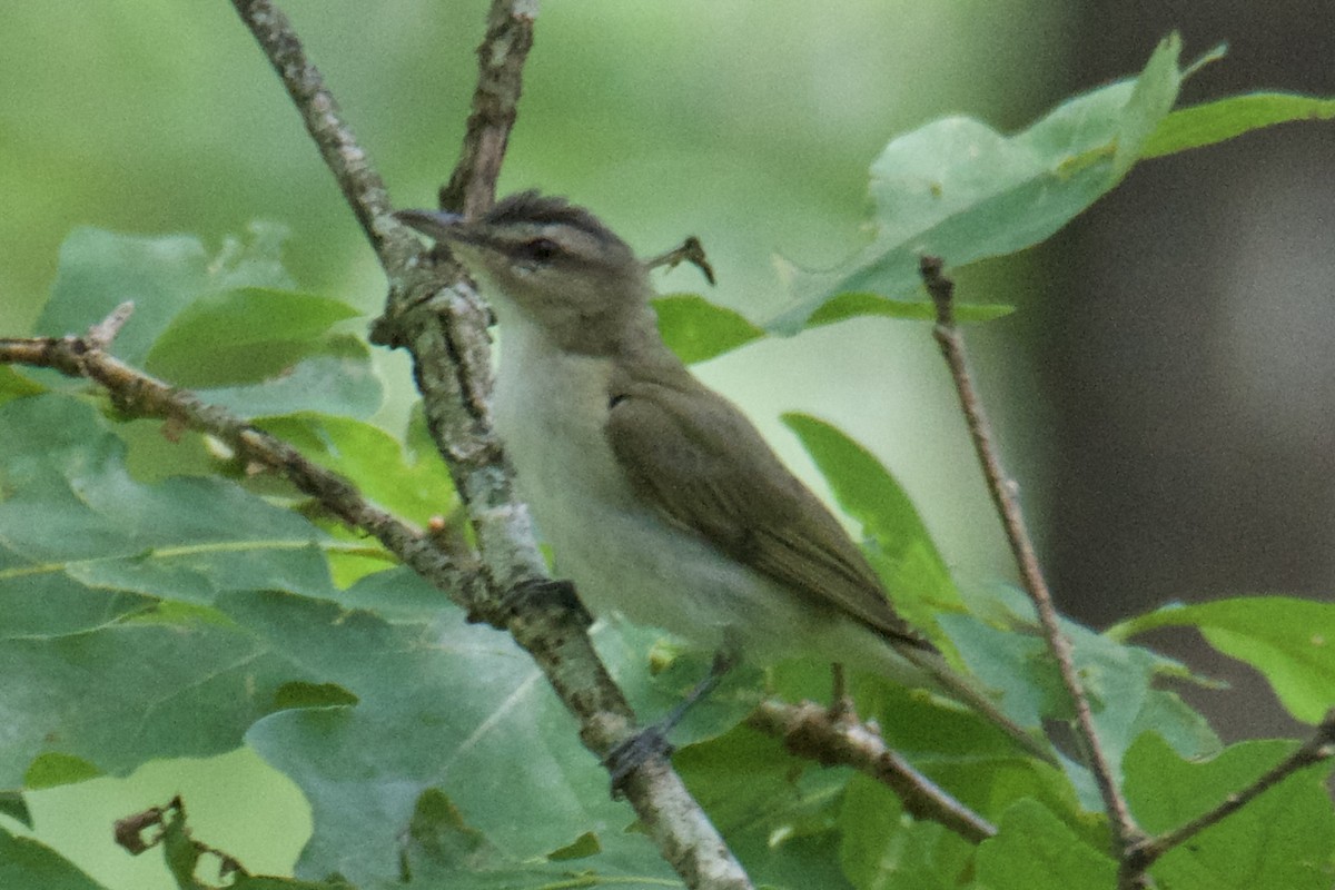 Red-eyed Vireo - ML640411571