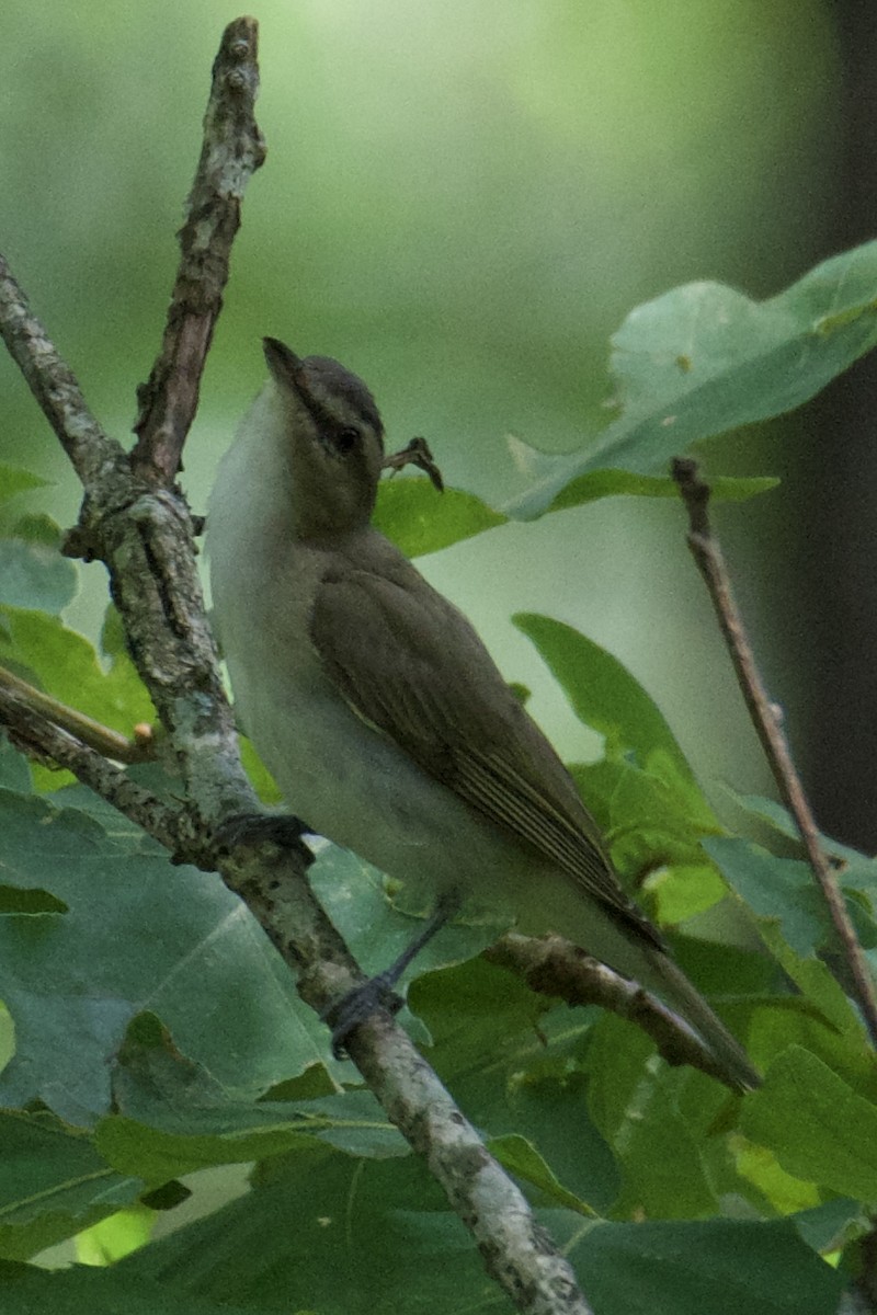 Red-eyed Vireo - ML640411572