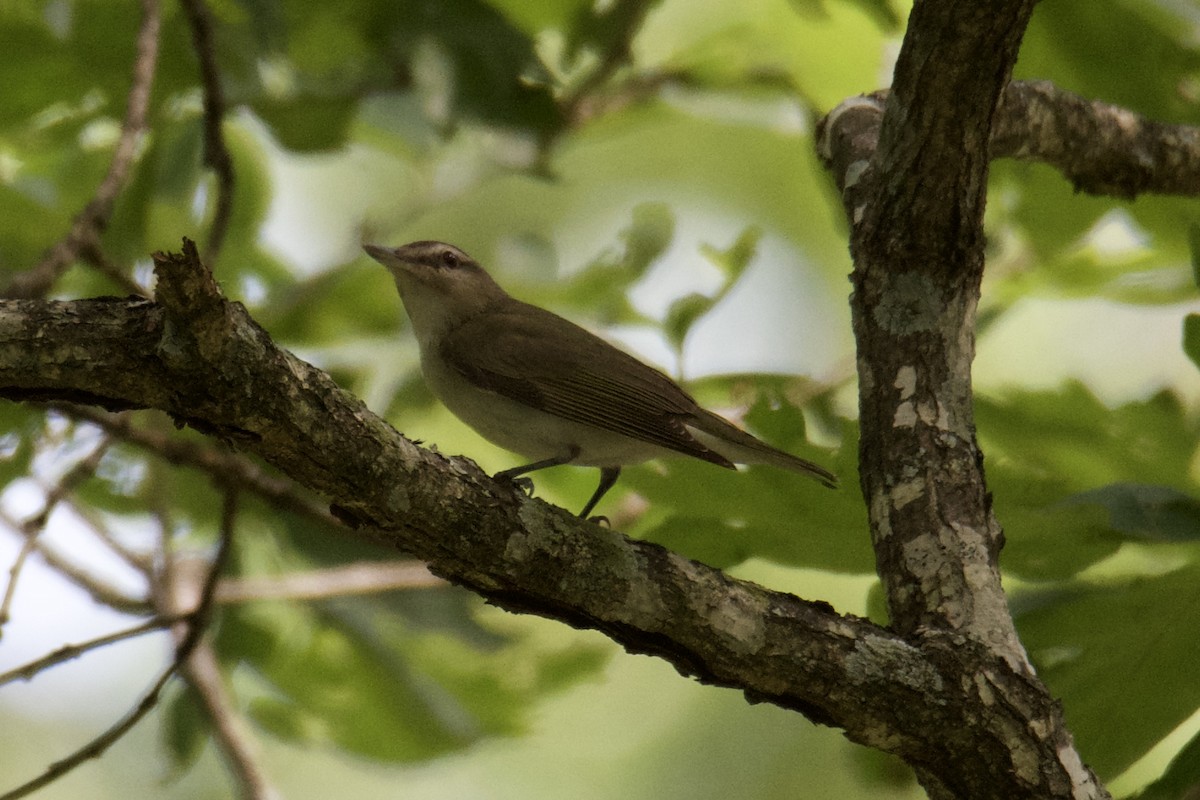 Red-eyed Vireo - ML640411573