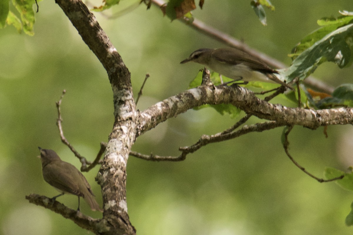Red-eyed Vireo - ML640411574