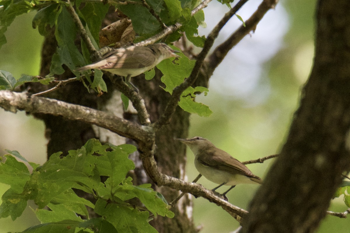 Red-eyed Vireo - ML640411575