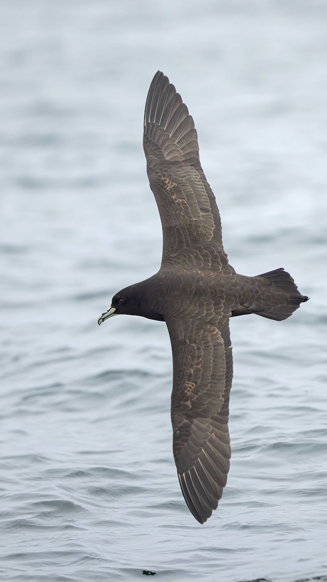 White-chinned Petrel - ML640411581