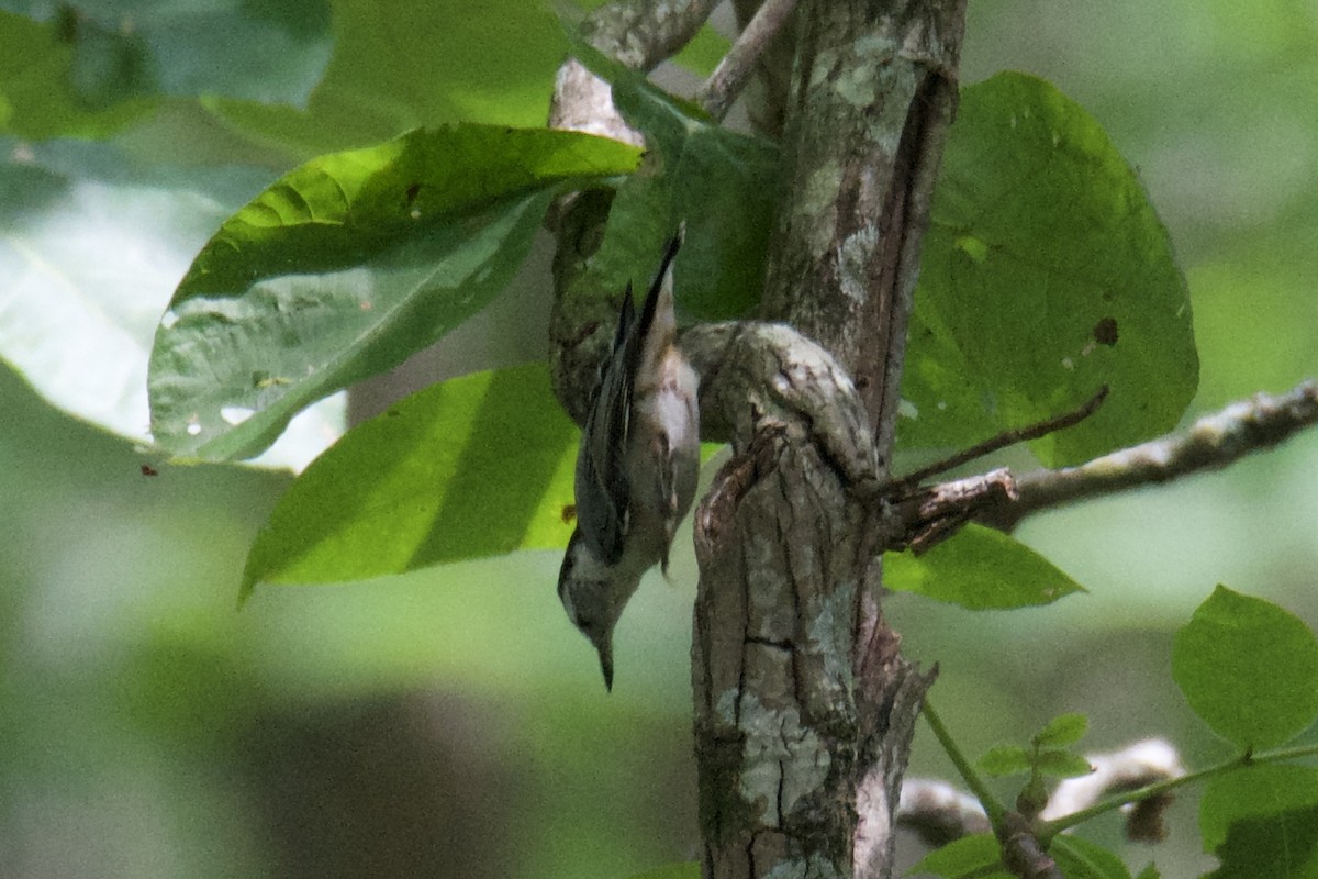 White-breasted Nuthatch - ML640411584