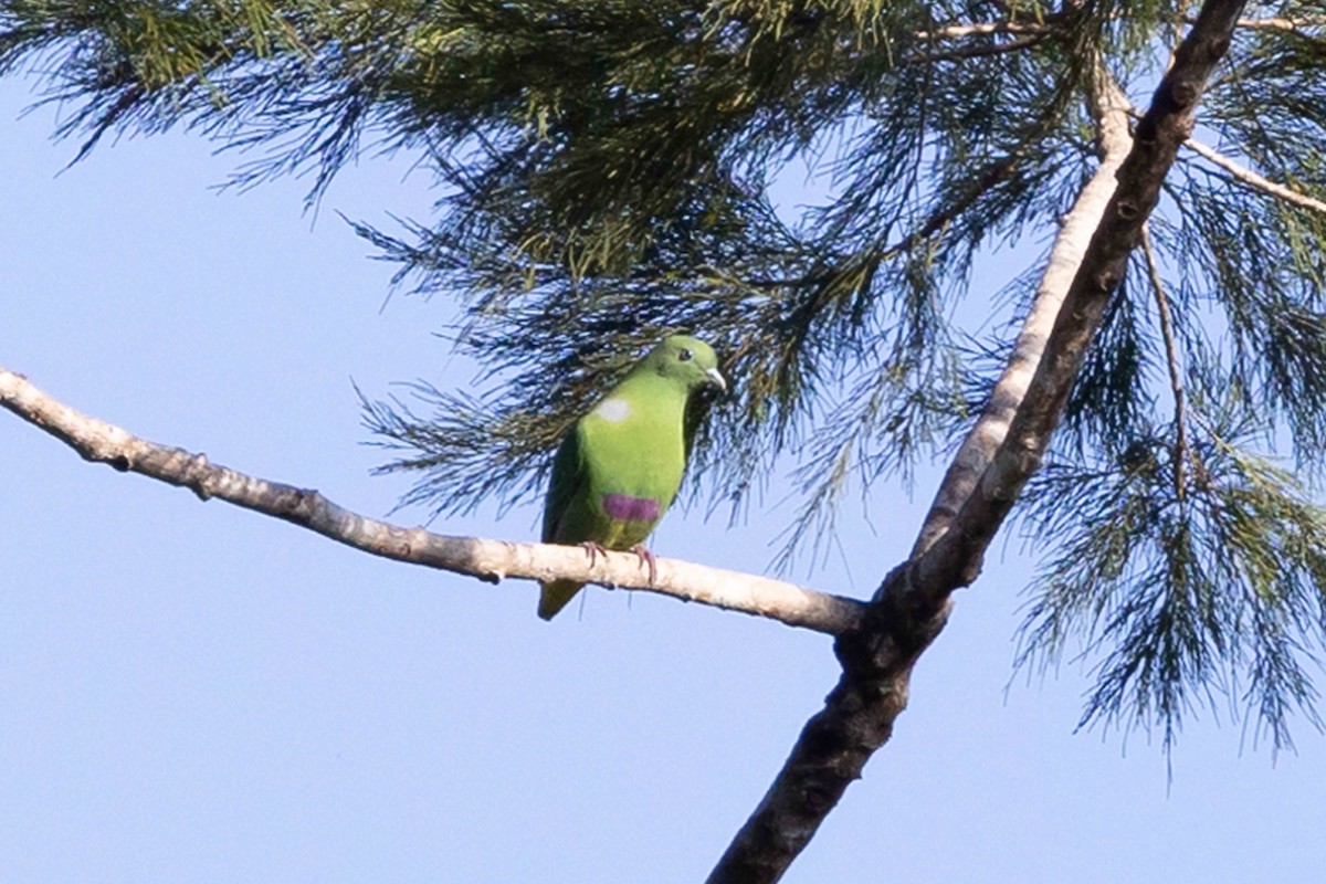 Dwarf Fruit-Dove - ML640411651
