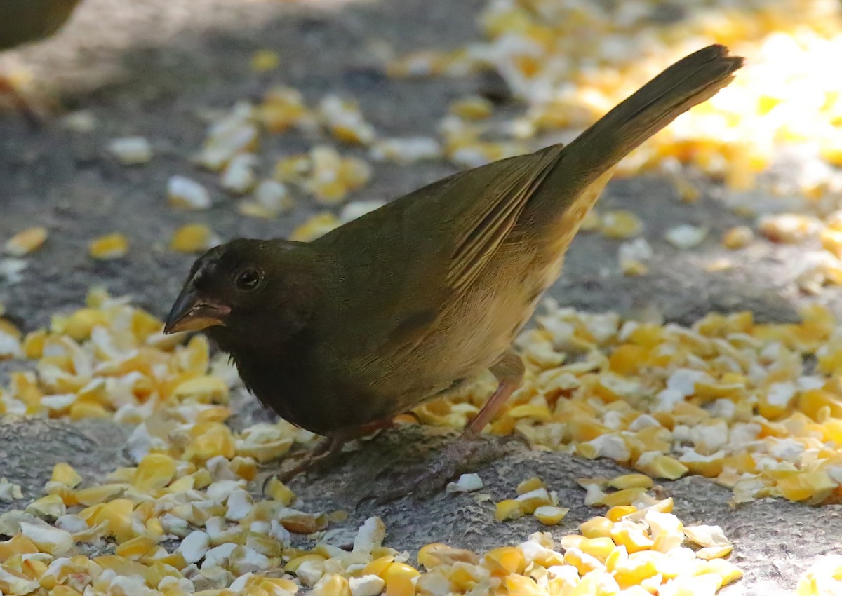 Black-faced Grassquit - ML640411653