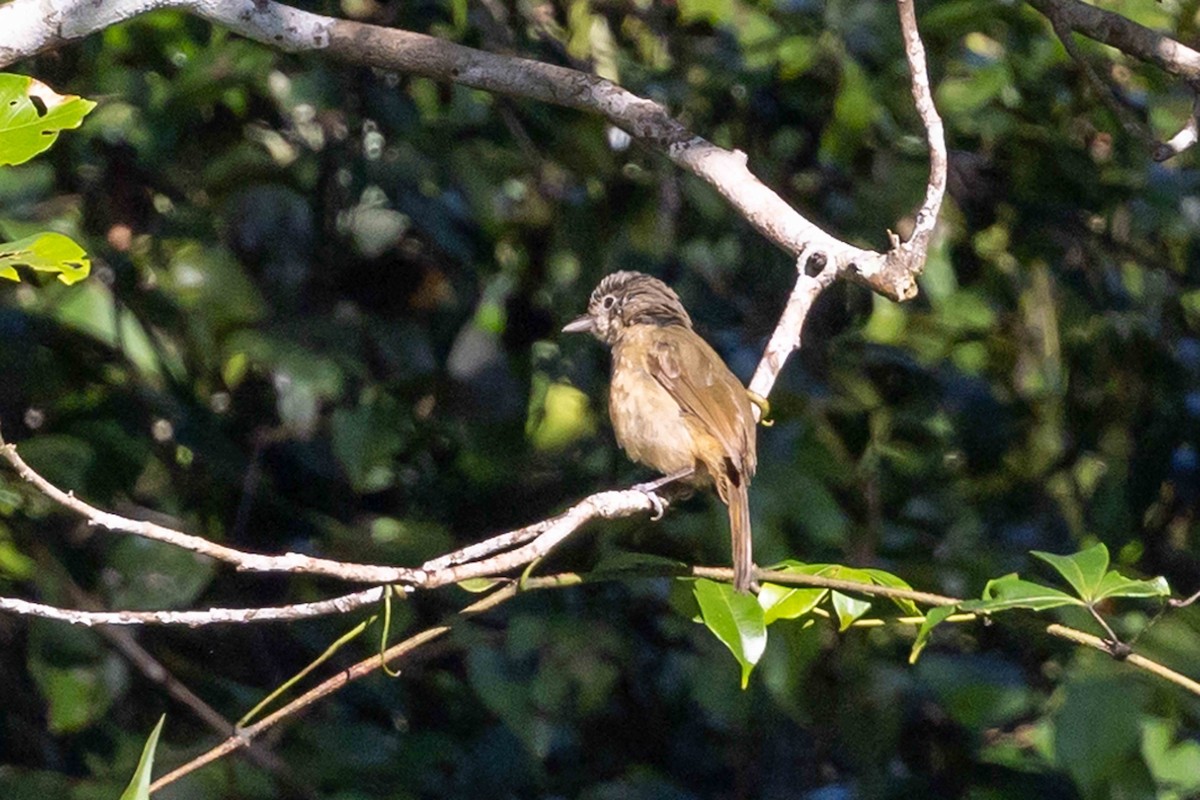 Variable Shrikethrush - ML640411662