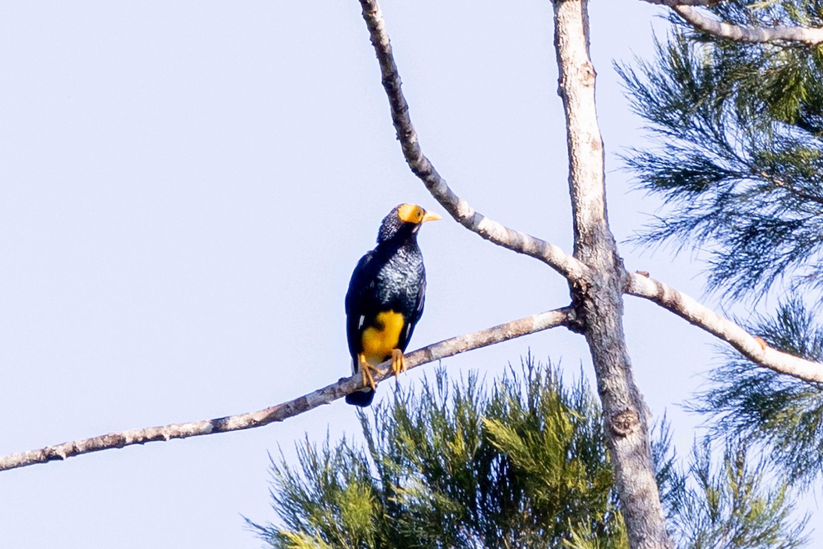 Yellow-faced Myna - ML640411675