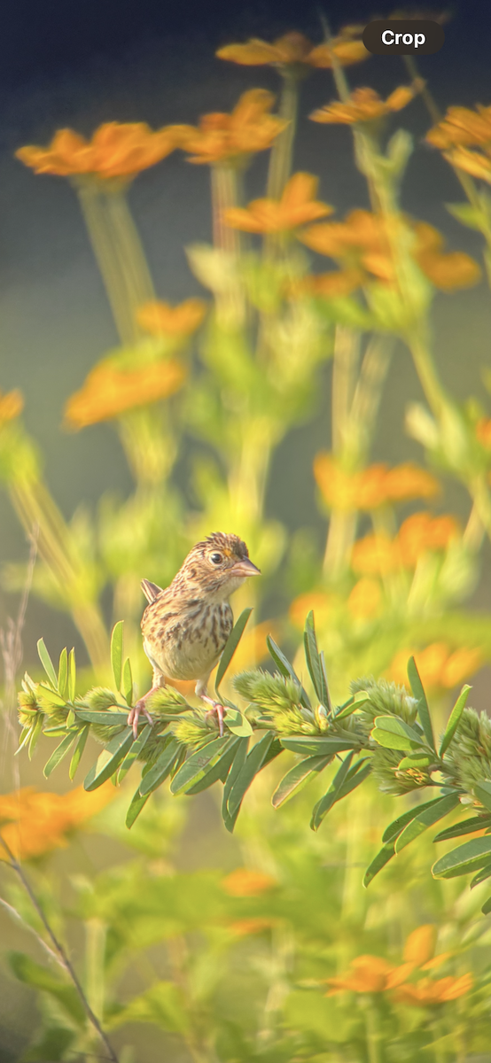 Grasshopper Sparrow - ML640411743