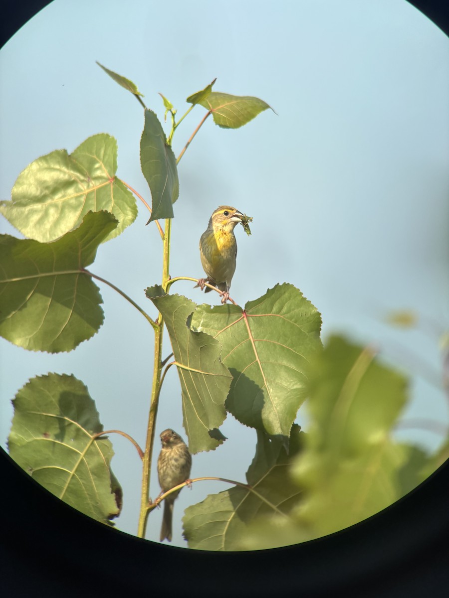 Dickcissel - ML640411754
