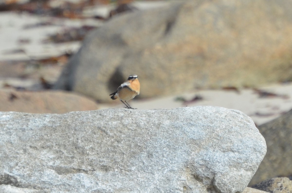 Northern Wheatear - ML640411755