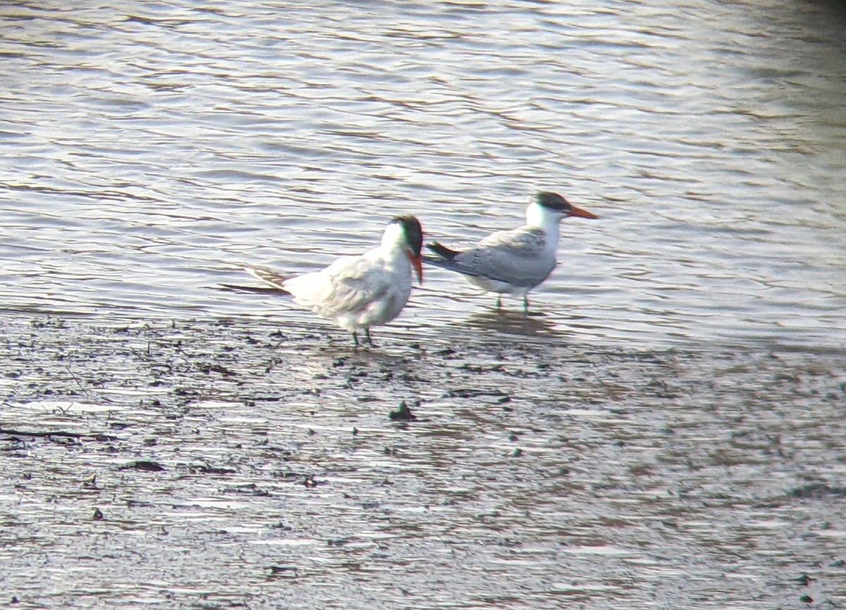 Caspian Tern - ML640411791