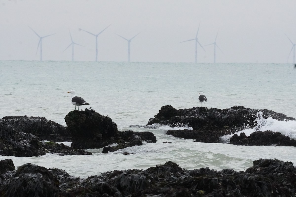 Great Black-backed Gull - ML640411797