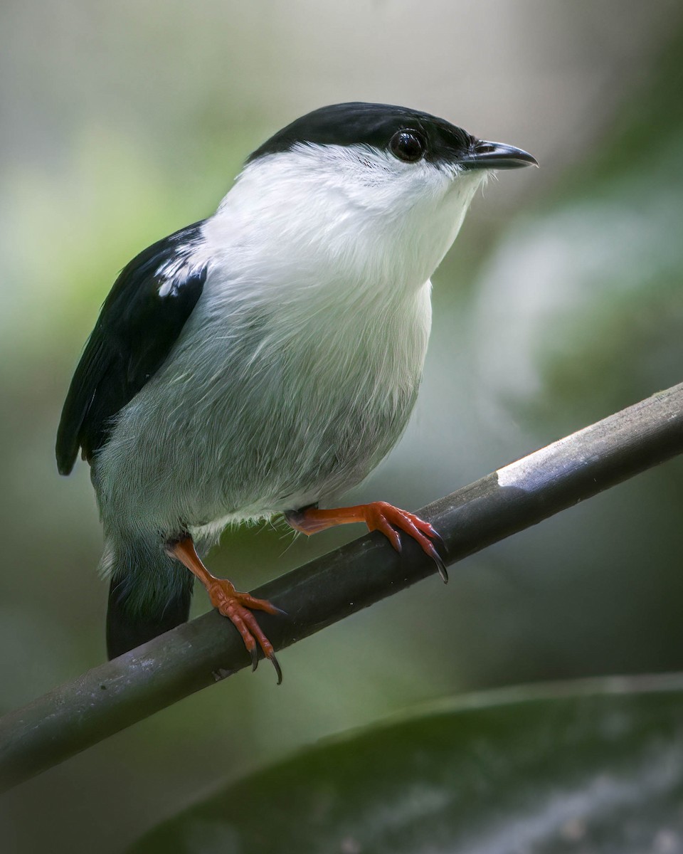 White-bearded Manakin - ML640411839
