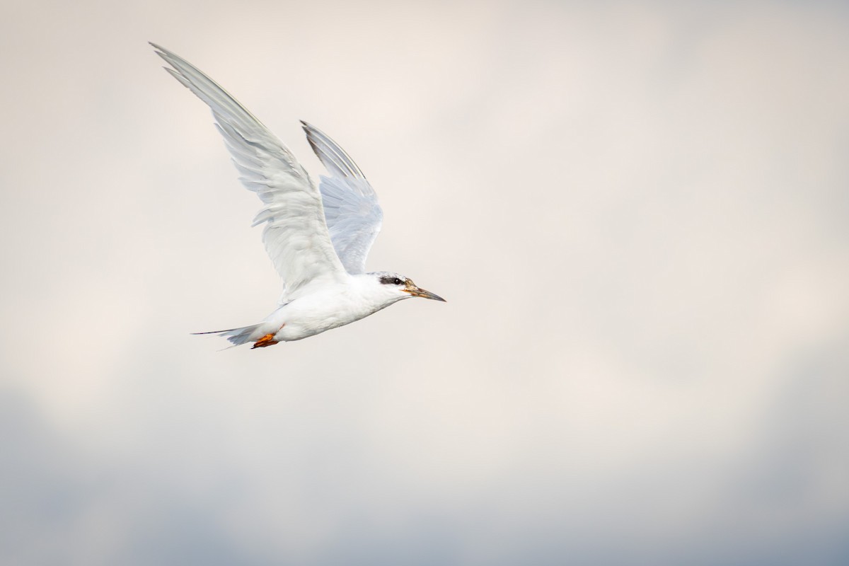 Forster's Tern - ML640411845