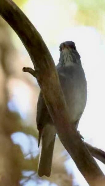 Blacksmith Thrush - ML640411864