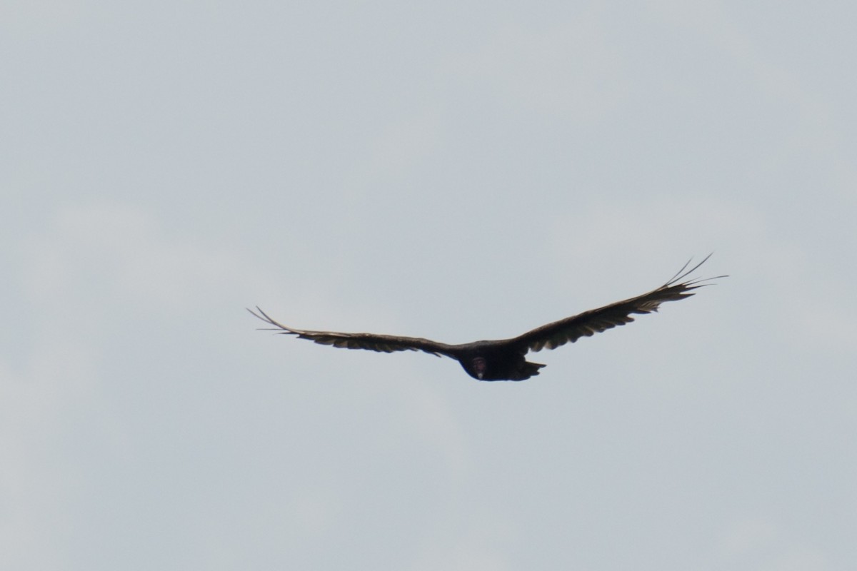 Turkey Vulture - ML640411865