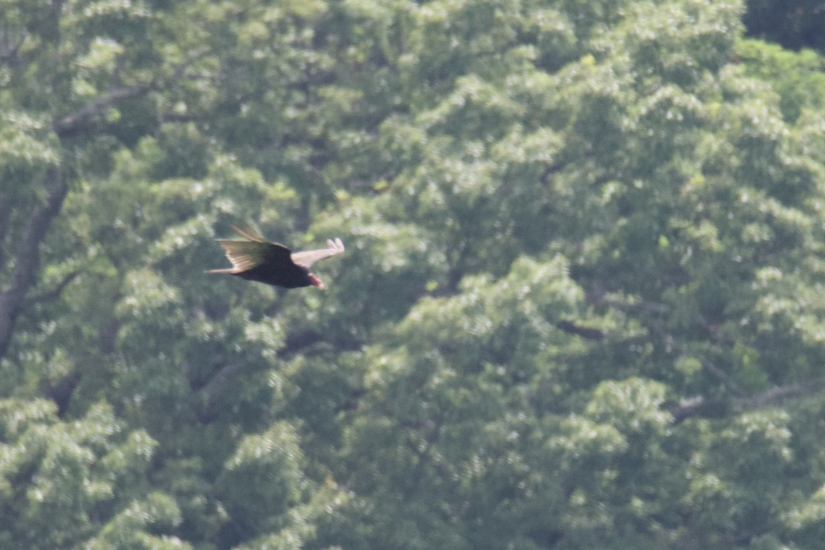 Turkey Vulture - ML640411866
