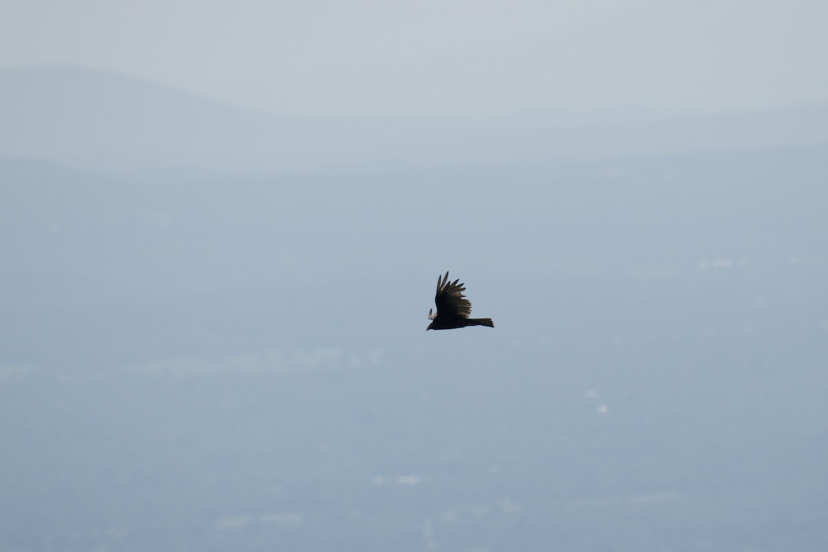 Turkey Vulture - ML640411867