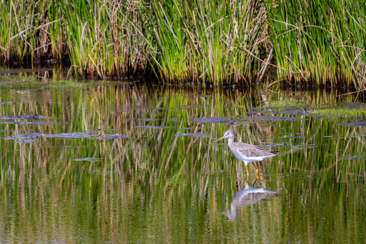 Greater Yellowlegs - ML640411902
