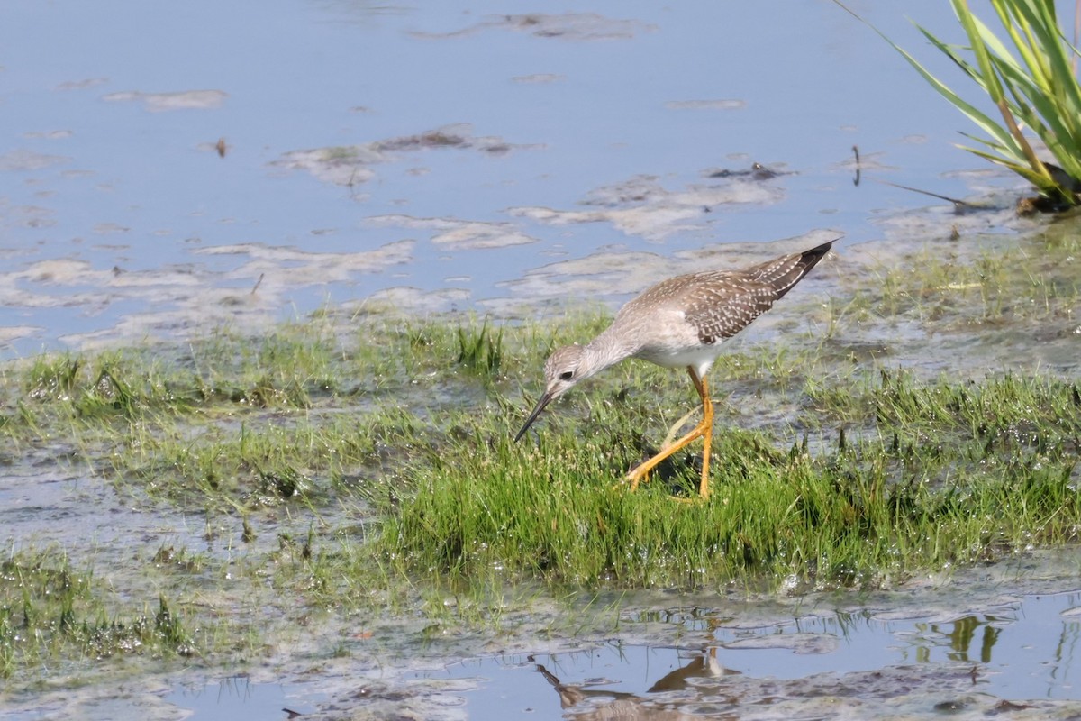 Lesser Yellowlegs - ML640411924