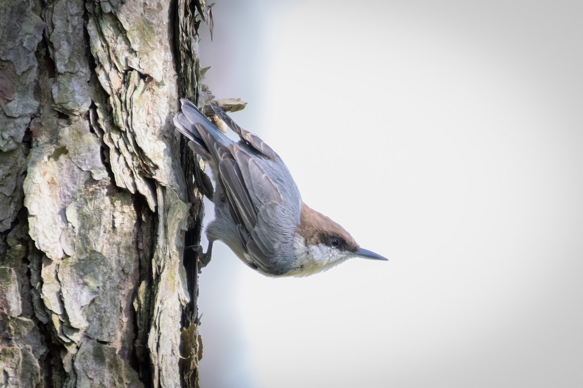 Brown-headed Nuthatch - ML640411932