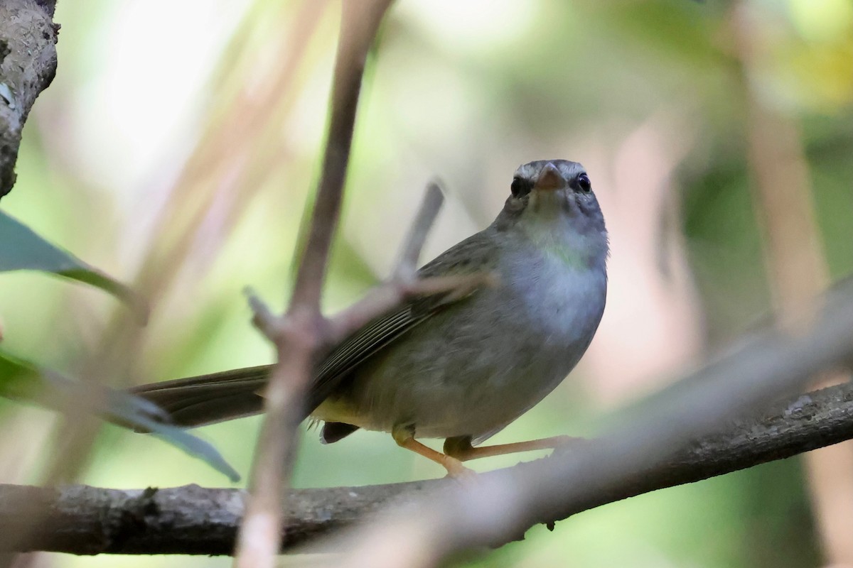 Golden-crowned Warbler (White-bellied) - ML640411934