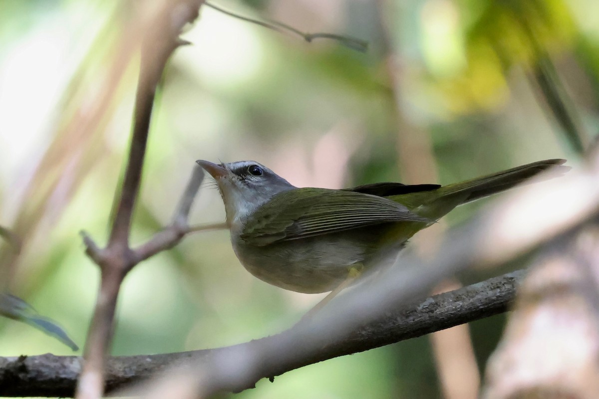 Golden-crowned Warbler (White-bellied) - ML640411935