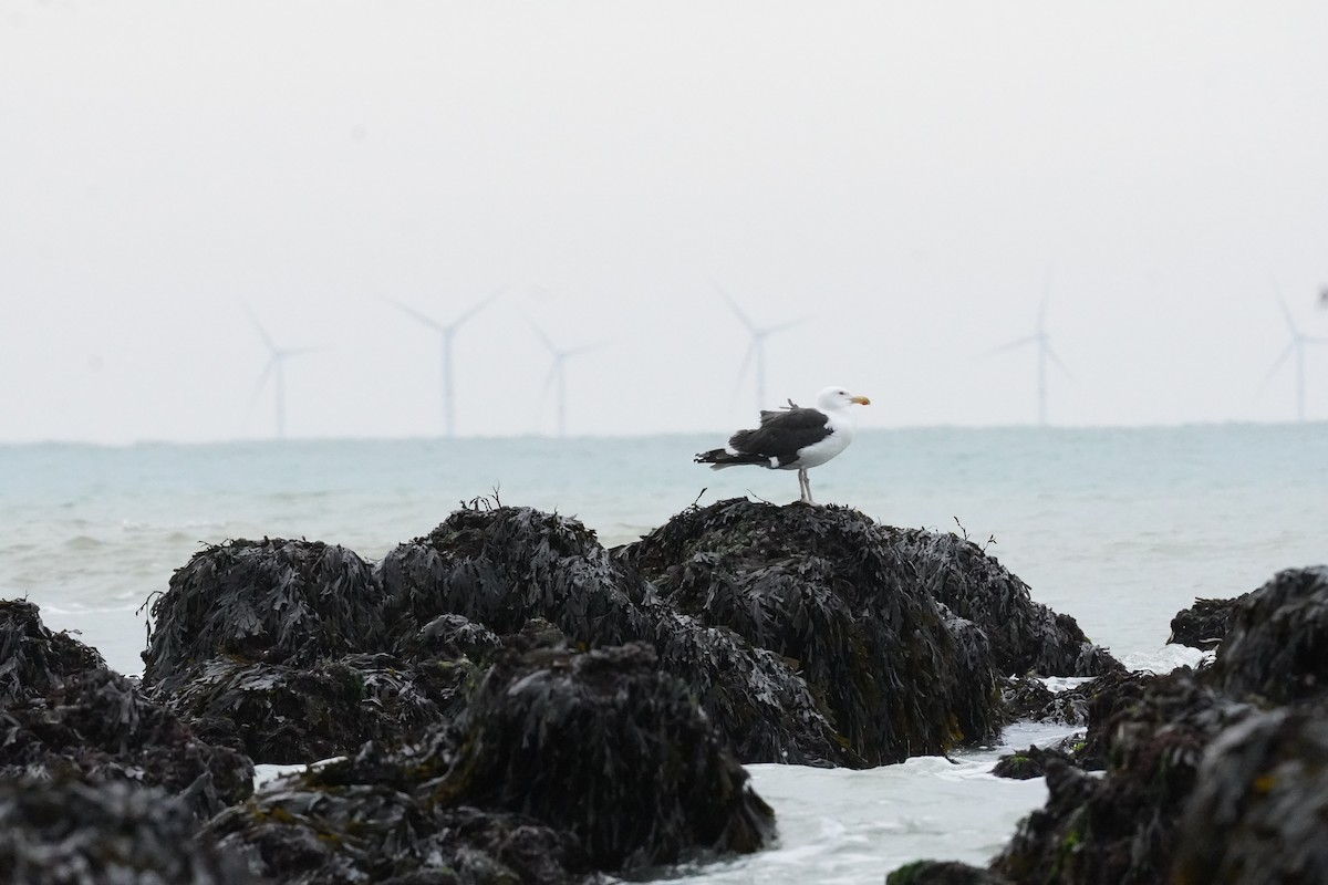 Great Black-backed Gull - ML640411937