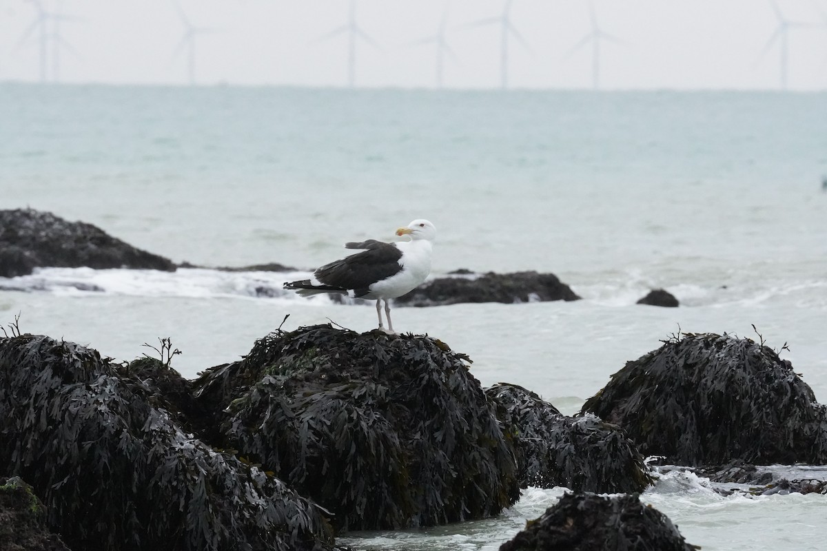 Great Black-backed Gull - ML640411942