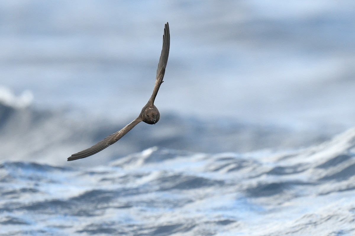Wilson's Storm-Petrel - ML640411947