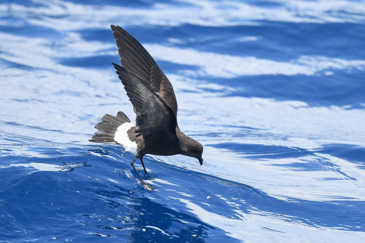 Wilson's Storm-Petrel - ML640411948