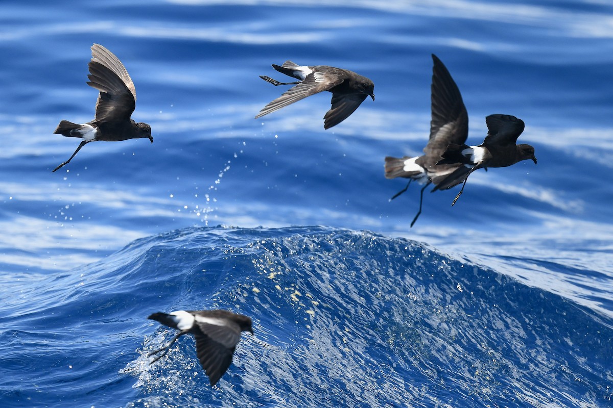 Wilson's Storm-Petrel - ML640411949