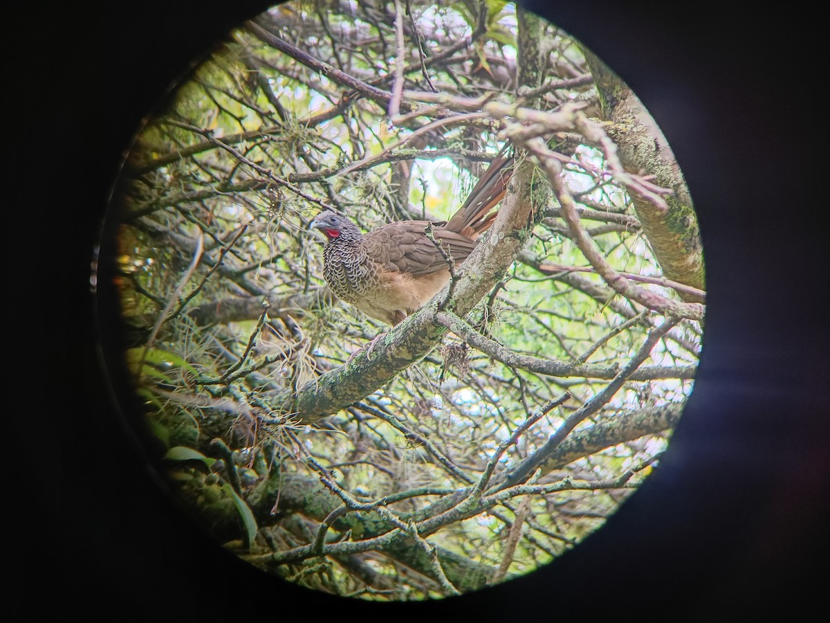 Colombian Chachalaca - ML640411955