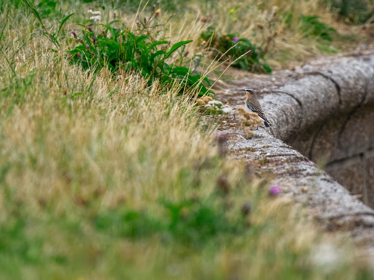 Northern Wheatear - ML640412015