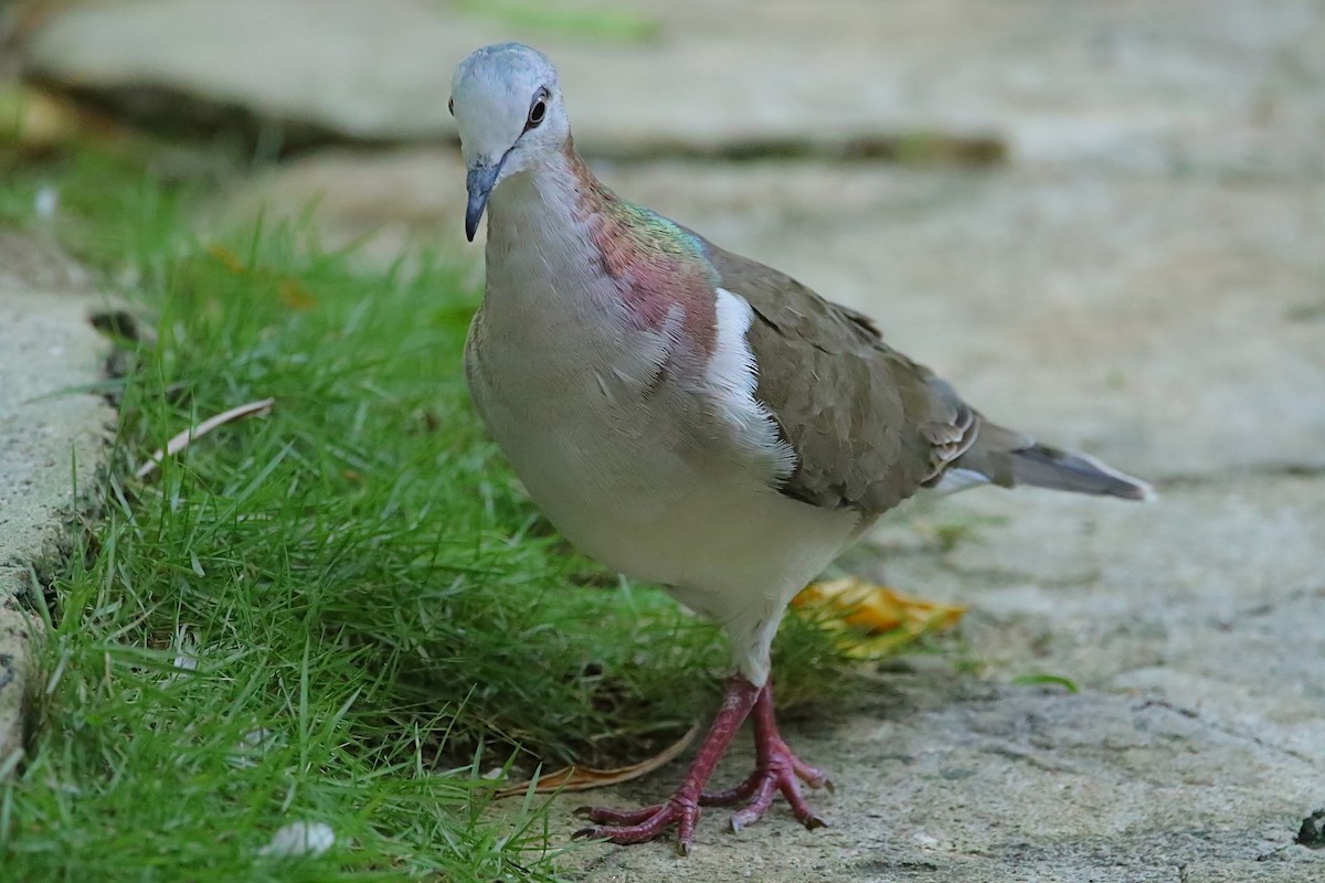 Caribbean Dove - ML640412030