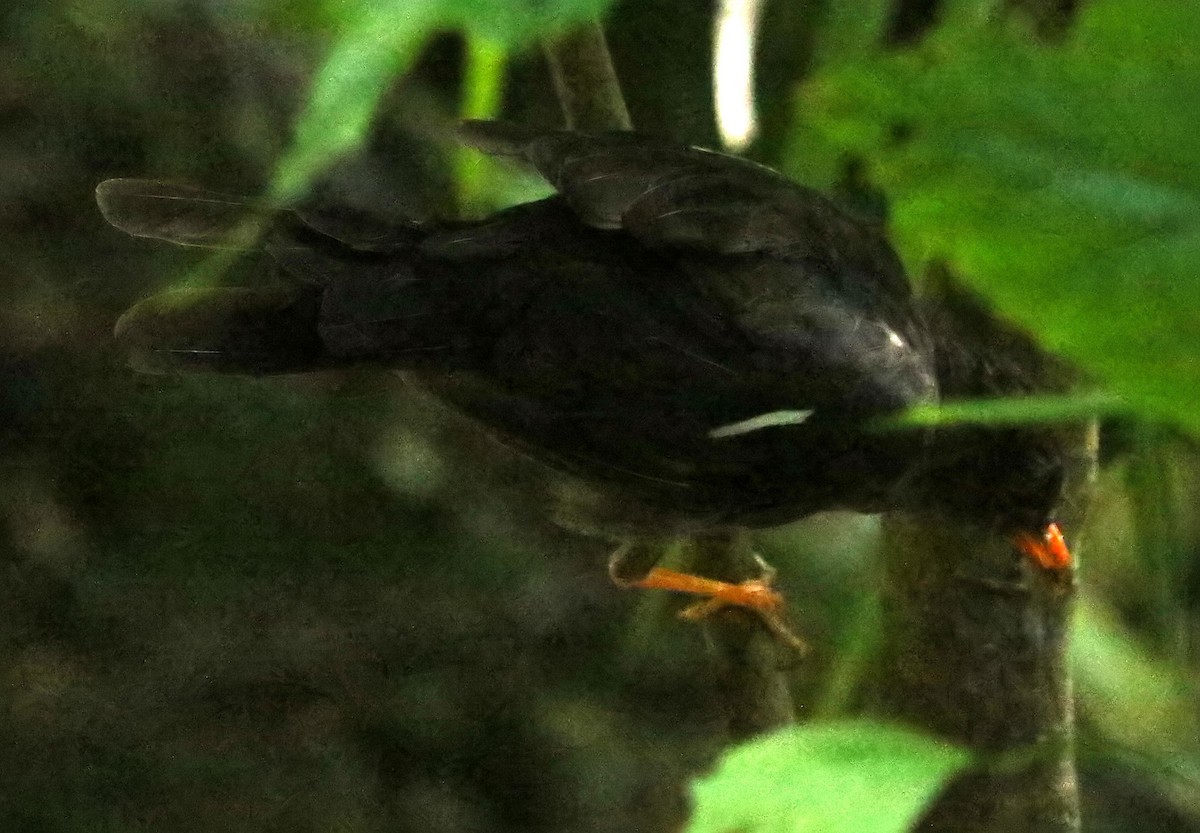 White-chinned Thrush - ML640412043