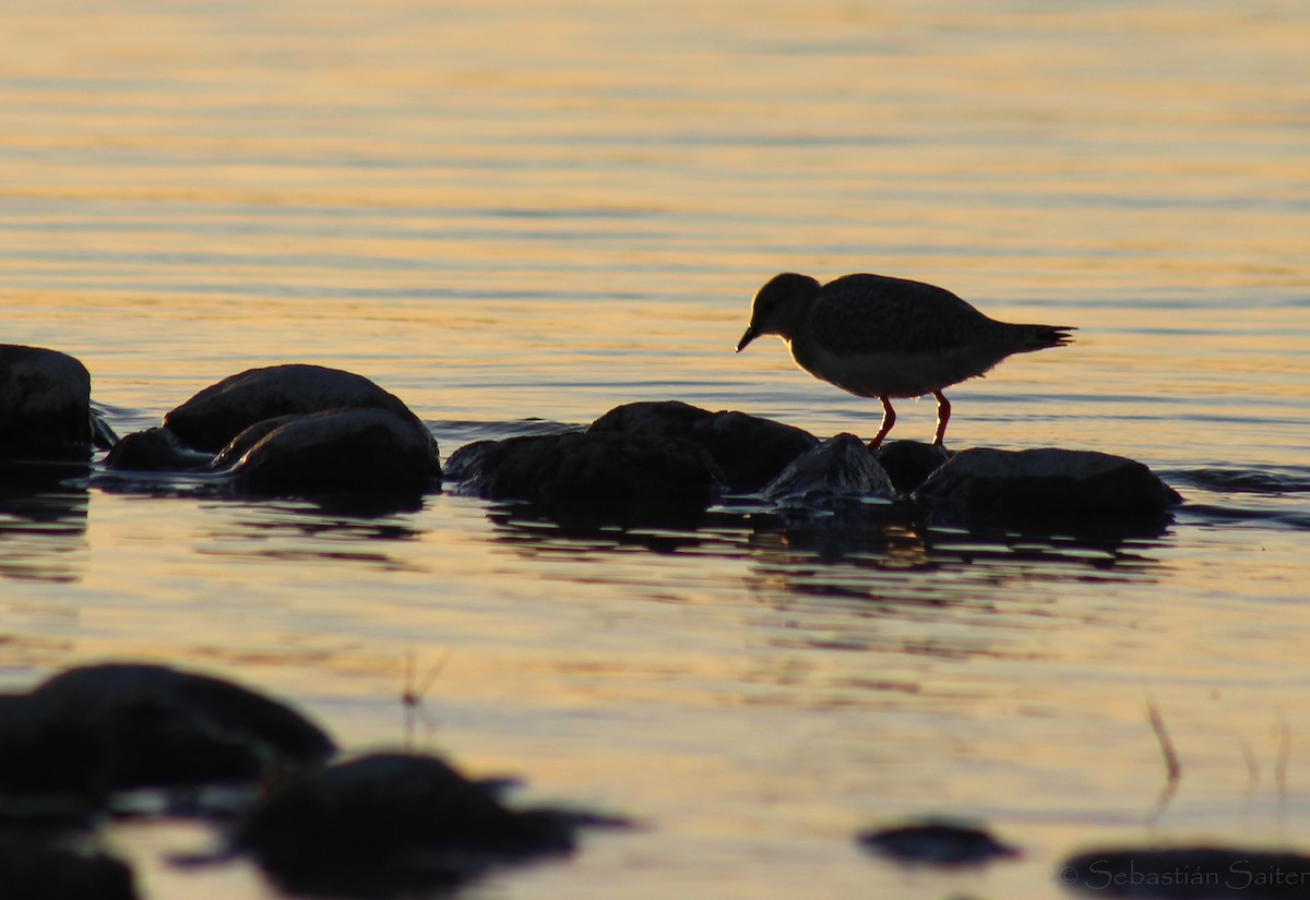 Magellanic Plover - ML640412123