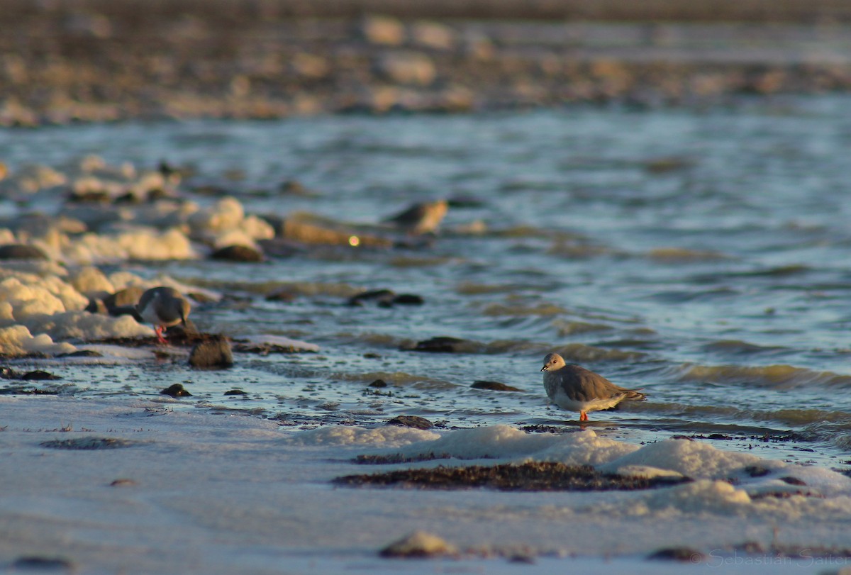 Magellanic Plover - ML640412125