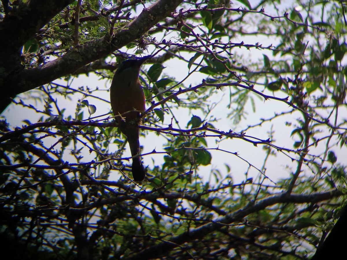 Whooping Motmot - ML640412201