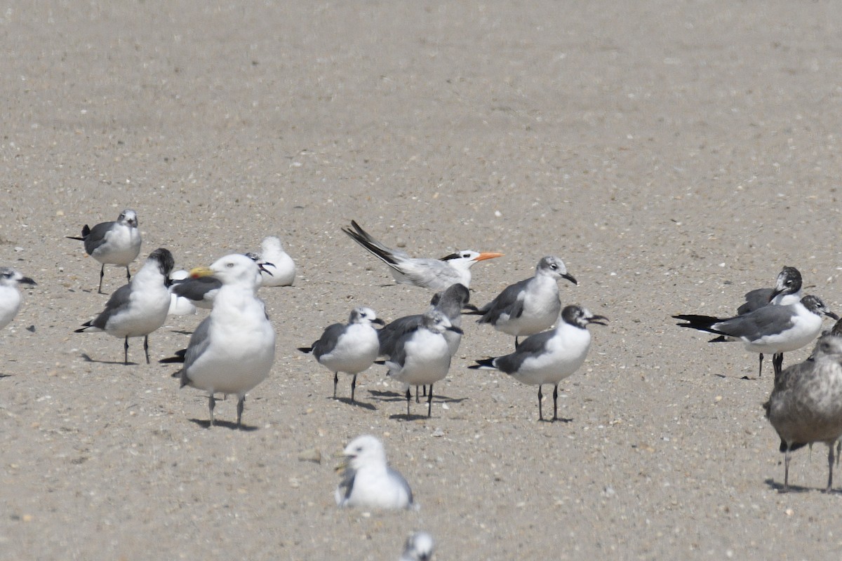 Royal Tern - ML640412233