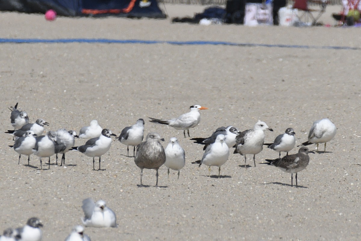 Royal Tern - ML640412239