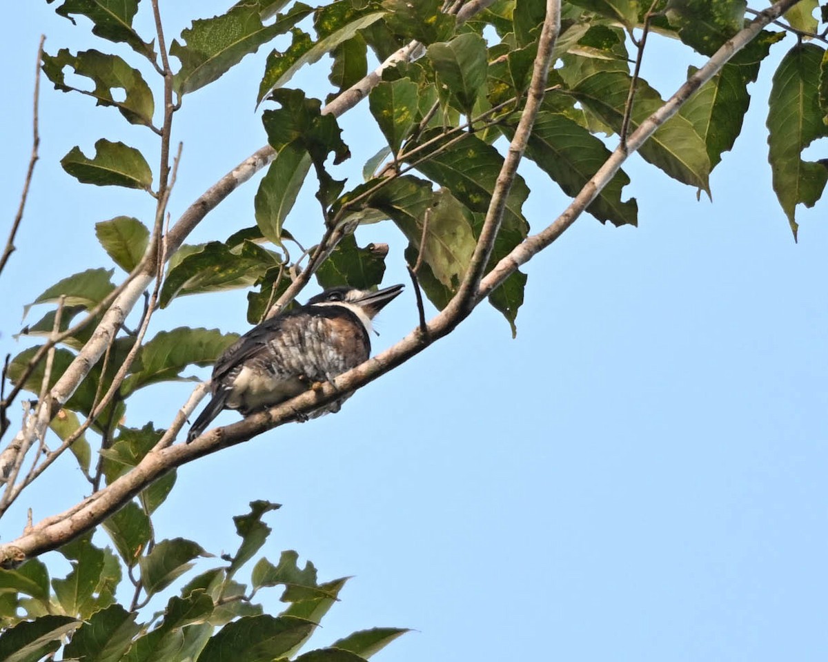 Brown-banded Puffbird - ML640412277
