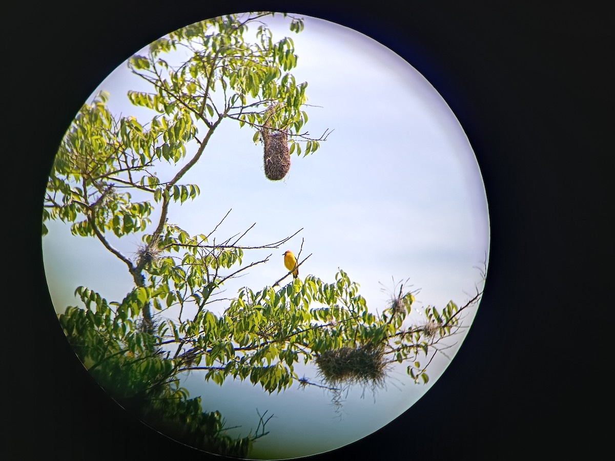 Yellow Oriole - ML640412290