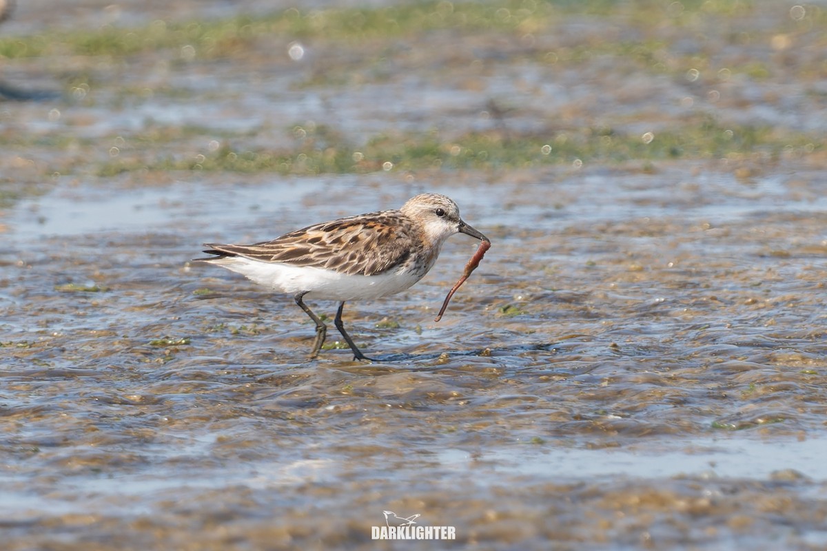 Red-necked Stint - ML640412293