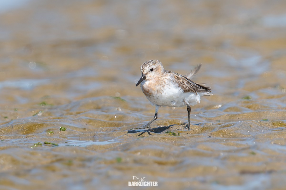 Red-necked Stint - ML640412294