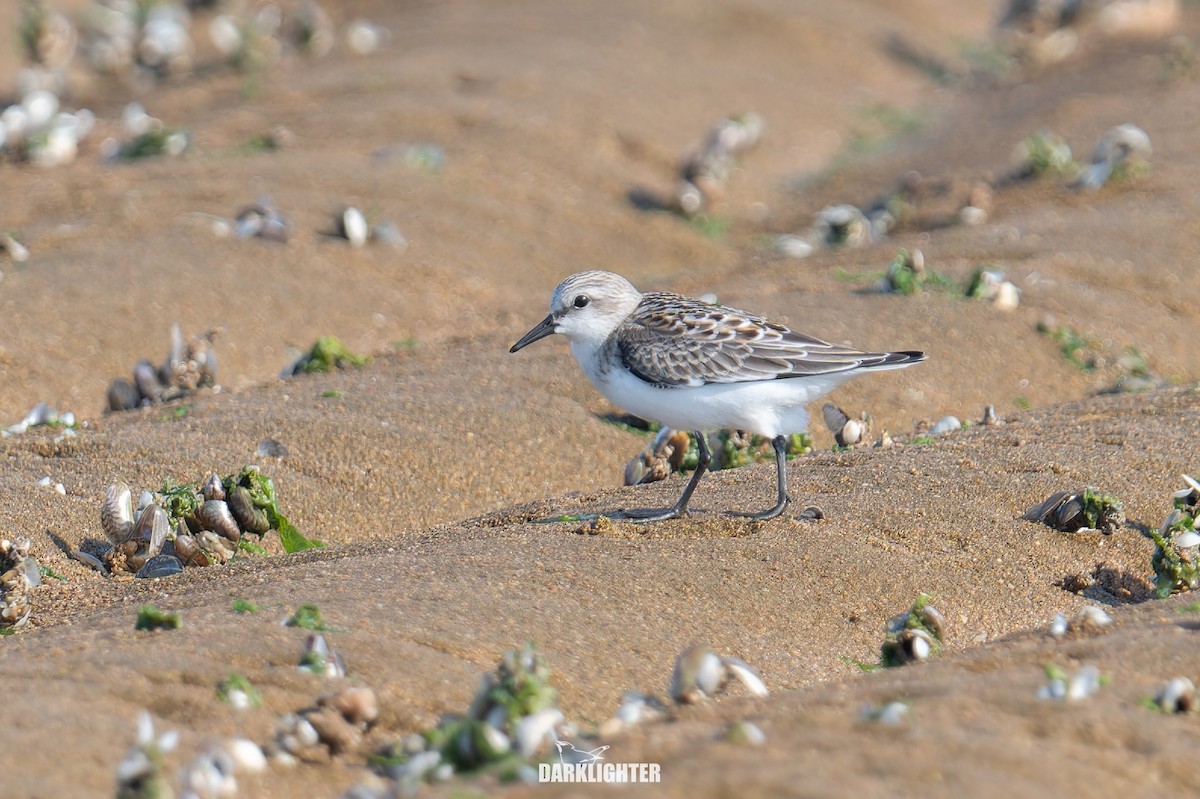 Red-necked Stint - ML640412295
