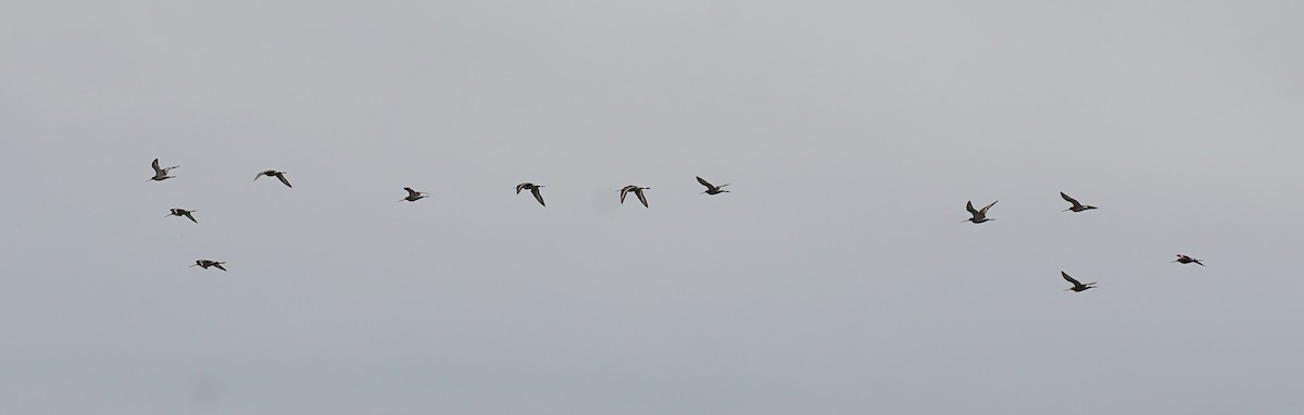 Black-tailed Godwit - ML640412336