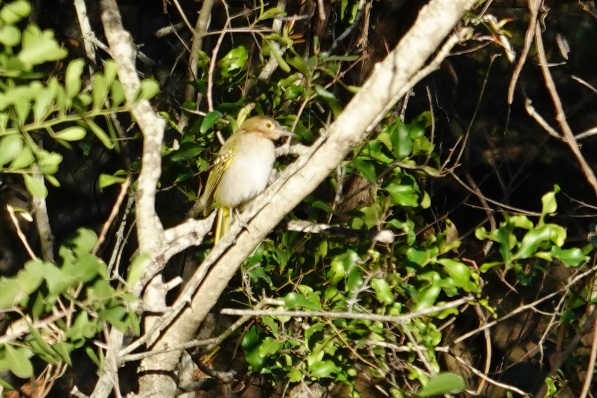 Eastern Nicator - ML640412337