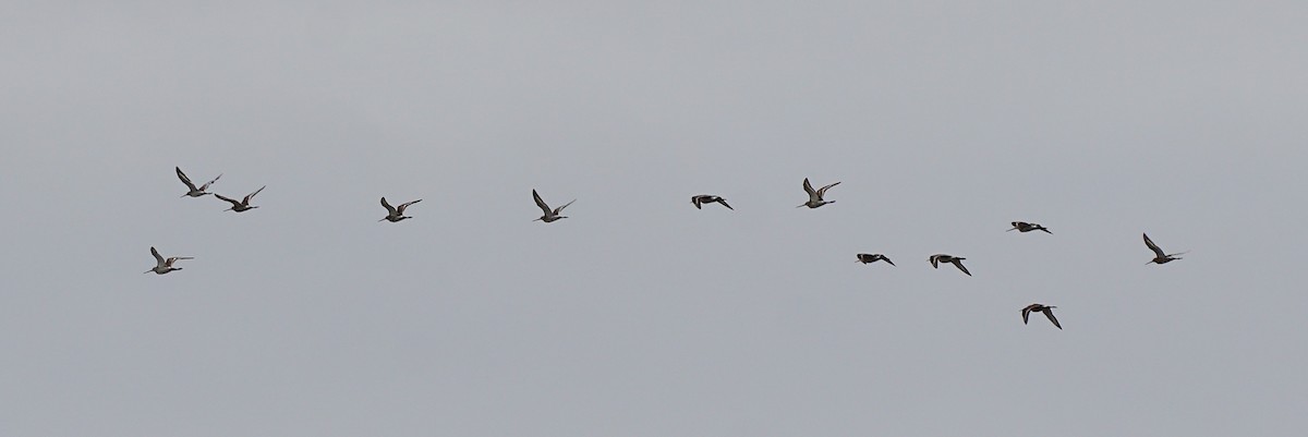 Black-tailed Godwit - ML640412346