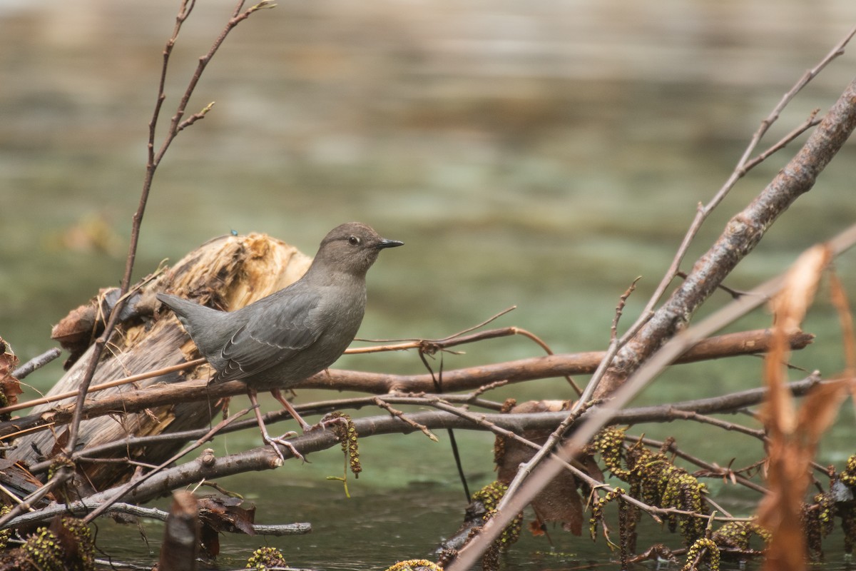 American Dipper - ML640412352